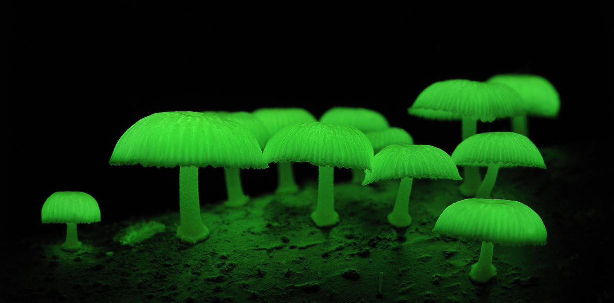 The Enchanting World Of Bioluminescent Fungi