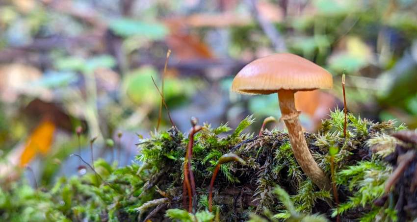 Mushrooms and fungi - an exploration of their incredible world