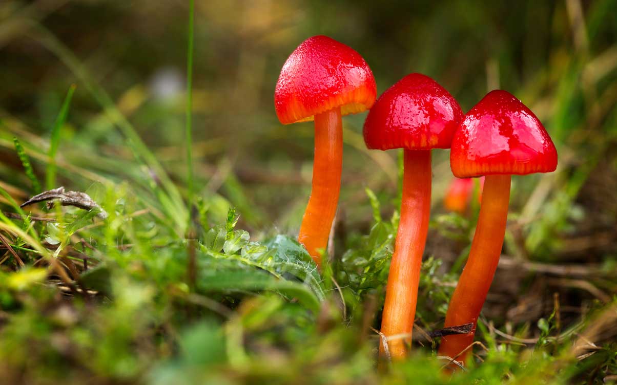 The fungal mind: on the evidence for mushroom intelligence